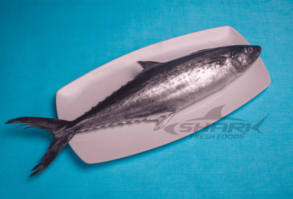 Surmai/Seer Fish/King Fish – 2kg to 6kg